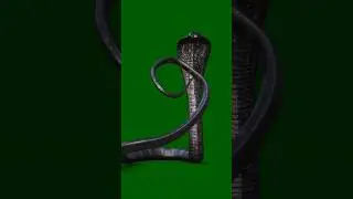 Black Snake Attacking Scene On Green Screen//Snake Green Screen//Green Screen Snake Attack| Naagin 2