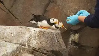 Feeding Puffins