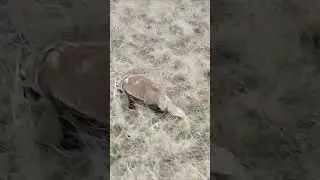 Охота на гуся. встретили сонного барсука 