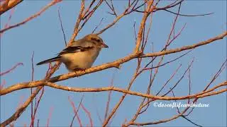 A Cute Northern Shrike Bathed in Beautiful Sunlight