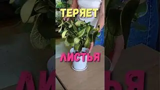 Крассула ОПАДАЮТ ЛИСТЬЯ 