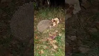 ËЖИК 🦔ПРИШËЛ 🐾НА УЖИН 🍽