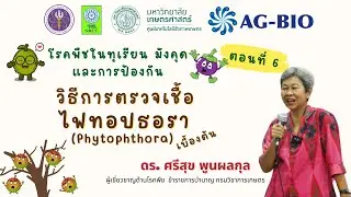 วิธีการตรวจเชื้อไฟทอปธอรา (Phytophthora) เบื้องต้น