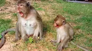 Mum's Ginger very pity on baby cos so hard by eating,Million pity on baby, Hopefully better soon