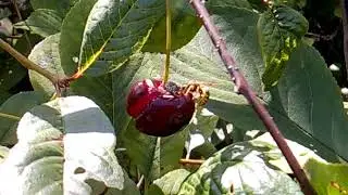 Клоп и оса! Видео с животными 7#