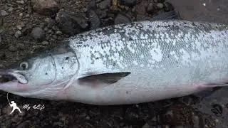 Рыбалка на семгу  Кольский полуостров 2023 часть 1
