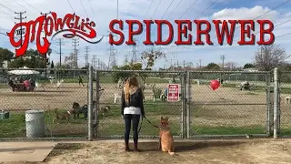 "Spiderweb" by The Mowgli's