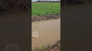 vontade de pescar