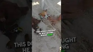 Dog Gets Buried Alive 😯