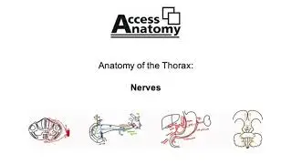 Anatomy of the Thorax 9 - Somatic and Autonomic Nerves of the Thorax