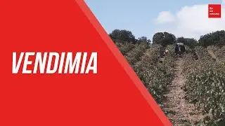Qué es la vendimia | En un minuto