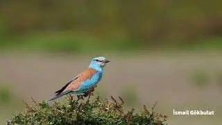 İstanbul da / vahşi yaşam /doğa /wildlife /bosphorus /İstanbul un kuşları