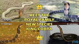 King Cobra Dibagi Menjadi 4 Jenis Baru 👑 Garaga dan Widi King Cobra Panji Masuk Jenis Apa Yaa ??