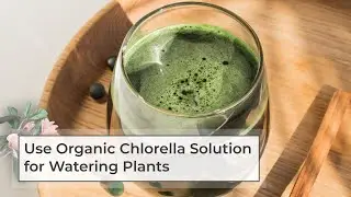 Use Organic Chlorella Solution for Watering Plants
