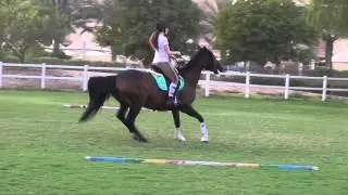 Horse FAIL/FALL