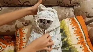 Басик укладывается спать
