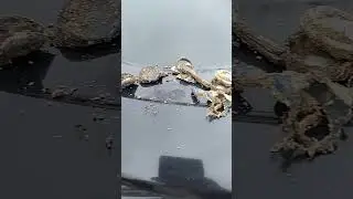 First search with a Legend metal detector