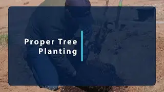 Proper Tree Planting