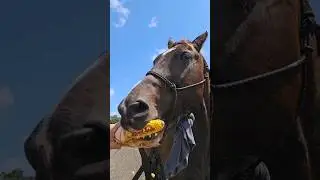 Listen up Muffin Tops: My Horse is a Menace #horse #itisneverthehorsesfault #running