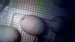Live video