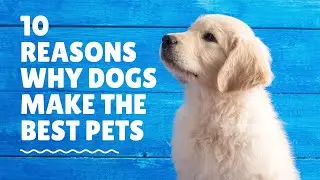 Top 10 Reasons Why Dogs Make the Best Pets