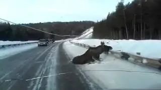 На трассе сбили лося
