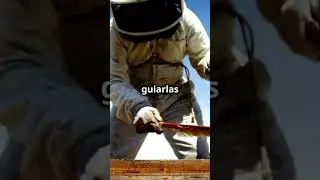 Captura tu Propio Enjambre de Abejas  tu guia para empezar