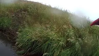 Первая работа спаниеля Бима по утке