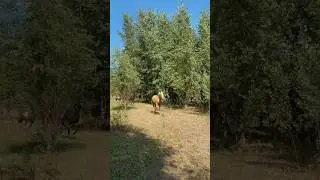 Кони сами себя раздраконили💨