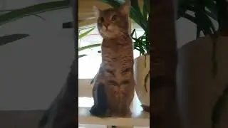 🐈‍⬛🐈‍⬛🐈‍⬛Киса Ладка шоколадка.
