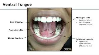 Tongue Regions and Innervation