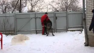 Work Caucasian, kennel Tor Hеart