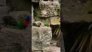 #youtubeshorts #nature #birds