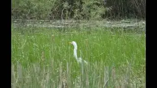 egret spears a fish