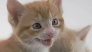 Fun Kitten Facts