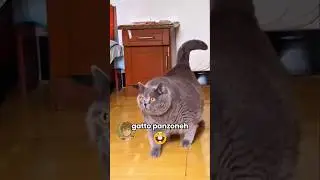 🐱 Gatto panzone (PARTE 25)