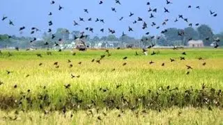 Ini yang Terjadi Ketika Puluhan Ribu Burung Pipit Serang Tanaman Petani. Ternyata Bisa di Makan