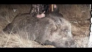 Охота на кабана. Охота на кабана с вышки. Удачно!! Eine erfolgreiche Jagd auf die Sägezahn vom Turm.