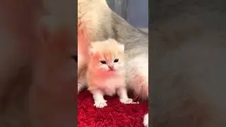 Wow kittens are so beautiful 🐈🦋