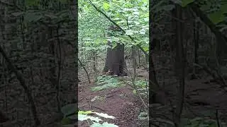 Погуляла в парке- встретила лису