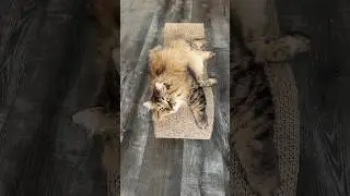 Loud Cat vs Quiet Cat reacts to ‘ya hungry’