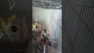 ترويض طيور البادجي على الأكل من يدك