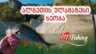 ქორჭილას შეტევები პოპერზე / ვობლერზე / მეტალ ვიბზე / სპინერზე