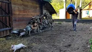 ИСТОРИИ ПРО ХУТОР В ЛЕСУ ,ТЕХНИКУ И ПАСЕКУ. ПОПОЛНЕНИЕ КОРМОВ.