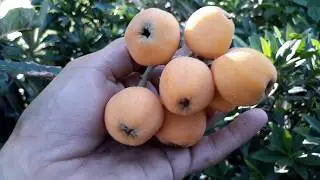Loquat fruits from seeds in 3.5 years! BEST fruit ever!