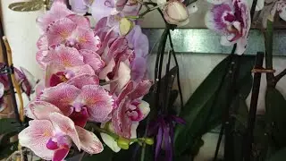 Цветение орхидей на стеллаже🌸 #orchid #цветы #монако #пиниф #joyride