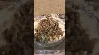 Lasius niger Ameisen bauen Nest mit Protein zu. Wenn’s hilft -bitte schön! #ameisen #ameisenhaltung