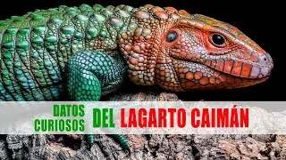 Lagarto caimán, Iguana cabeza roja (Dracaena guianensis) | Datos curiosos de animales