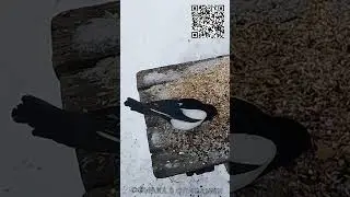 Снегири и сорока на столе с кормом | Накормим птиц зимой