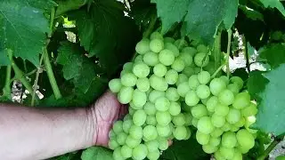 @Виноград Светлана и виноград Ландыш